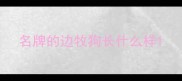 名牌的边牧狗长什么样