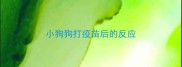 小狗狗打疫苗后的反应