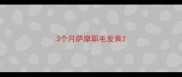 3个月萨摩耶毛发黄