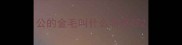 公的金毛叫什么名字好