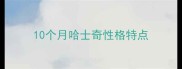10个月哈士奇性格特点