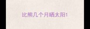 比熊几个月晒太阳