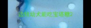 边牧幼犬能吃宝塔糖