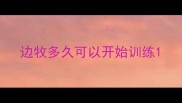 边牧多久可以开始训练