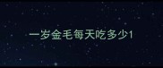 一岁金毛每天吃多少