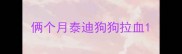 俩个月泰迪狗狗拉血