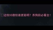 边牧VS德牧谁更聪明养狗前必看全