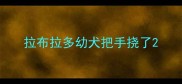 拉布拉多幼犬把手挠了