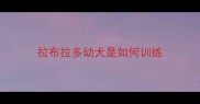 拉布拉多幼犬是如何训练