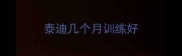 泰迪几个月训练好