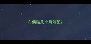 布偶猫几个月能配