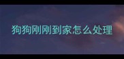 狗狗刚刚到家怎么处理