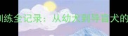 自家拉布拉多训练全记录从幼犬到导盲犬的120天蜕变指南