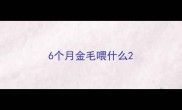 6个月金毛喂什么