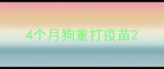 4个月狗重打疫苗