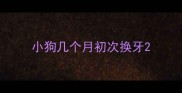 小狗几个月初次换牙