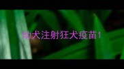 幼犬注射狂犬疫苗