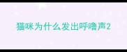 猫咪为什么发出呼噜声