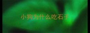 小狗为什么吃石子
