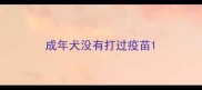 成年犬没有打过疫苗