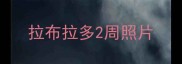 拉布拉多2周照片