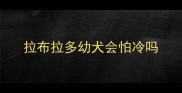 拉布拉多幼犬会怕冷吗
