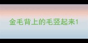 金毛背上的毛竖起来