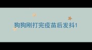 狗狗刚打完疫苗后发抖