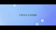 小狗为什么有泪痕