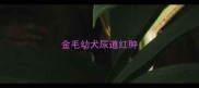 金毛幼犬尿道红肿