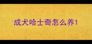 成犬哈士奇怎么养
