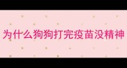 为什么狗狗打完疫苗没精神