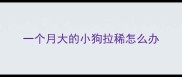 一个月大的小狗拉稀怎么办