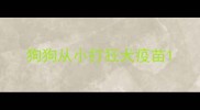 狗狗从小打狂犬疫苗