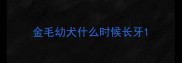 金毛幼犬什么时候长牙