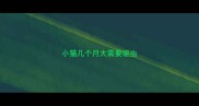 小猫几个月大需要驱虫