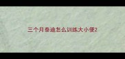 三个月泰迪怎么训练大小便