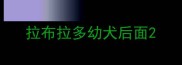 拉布拉多幼犬后面
