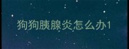 狗狗胰腺炎怎么办