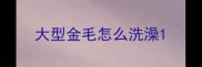 大型金毛怎么洗澡