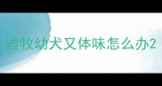 边牧幼犬又体味怎么办