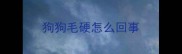 狗狗毛硬怎么回事