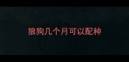 狼狗几个月可以配种