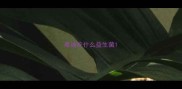 泰迪吃什么益生菌