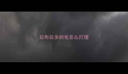 拉布拉多的毛怎么打理