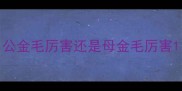 公金毛厉害还是母金毛厉害