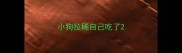 小狗拉稀自己吃了