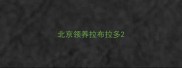 北京领养拉布拉多