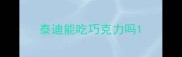 泰迪能吃巧克力吗