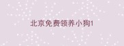 北京免费领养小狗